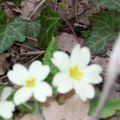 Primevères et feuilles mortes