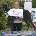 AVIS DE SAILLIE naissance greyhounds de courses prévue le 24/10/11