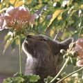 Hinedie grand fauve des jardins