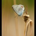 L'envol du papillon