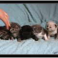 Les 13 petits chatons de 15 à 20 jours