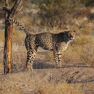 L’Inde se prépare à accueillir ses premiers guépards africains 