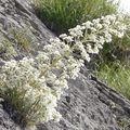 Saxifrage à longues feuilles