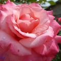 Roses #15