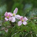 Sous la pluie * Under the rain #1