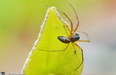 Leur variabilité complique l'identification de ces petites araignées...