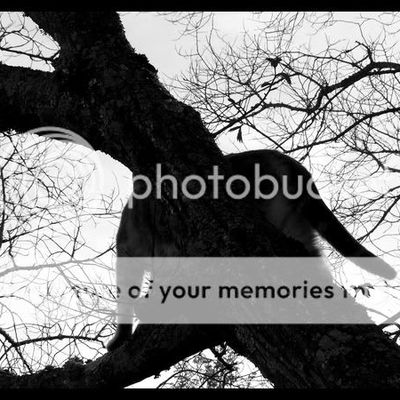 Surveillance du territoire...