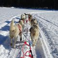 Traineau à chiens ou chiens de traineaux