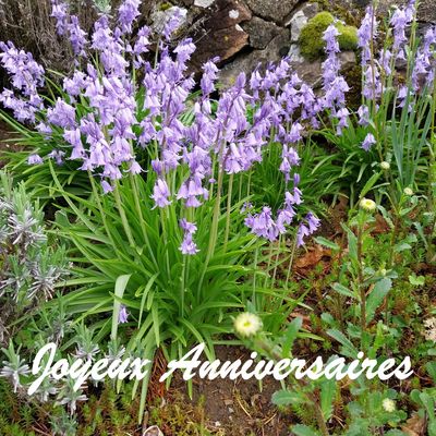 ANNIVERSAIRES DE MAI 2025 ÀBOURBACH-LE-HAUT