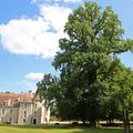 LE TULIPIER DE VIRGINIE DU PARC DU CHATEAU SAINTE MARIE. MALANS 70140. Visite du 18 juillet 2020.