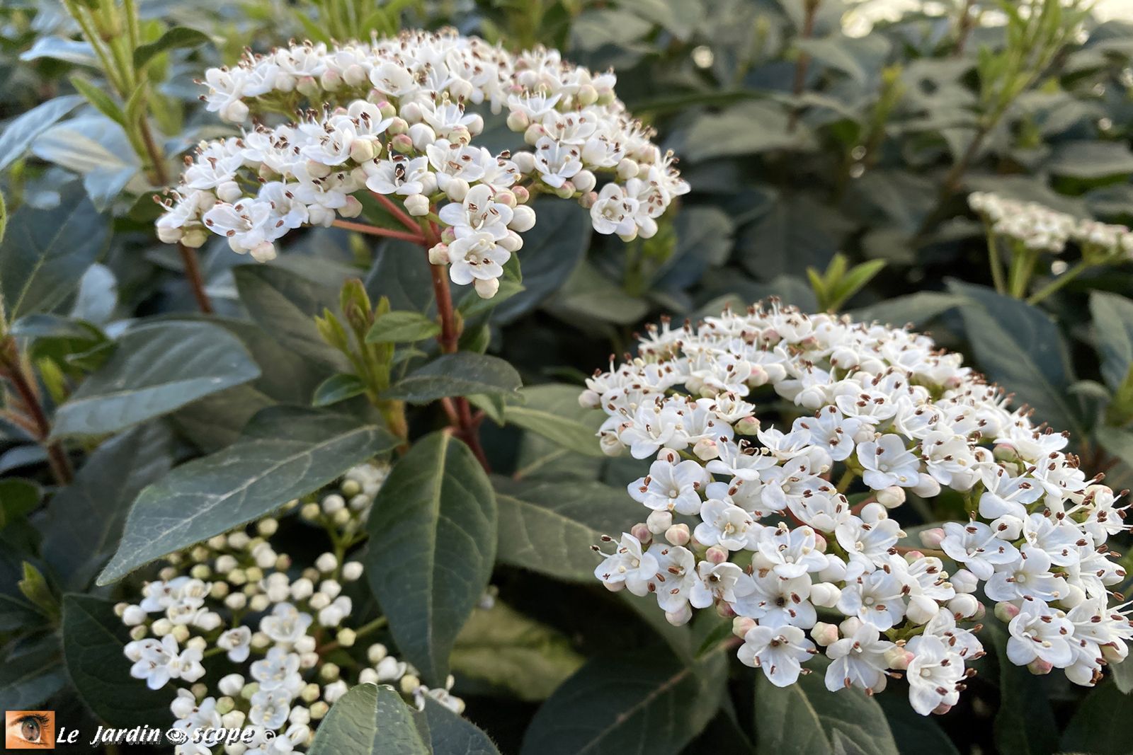 Viburnum Tinus • Laurier-Tin