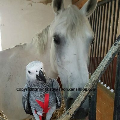 Lyloo et les chevaux, poneys et ânes