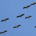 Nos oiseaux migrateurs