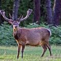 En Mai, les premiers bois du cerf