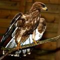 AU-DELÀ DE NUITS TRÈS CHOUETTES, UN GRAND DUC DE VIRGINIE.