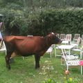 Une vache s'invite au  jardin