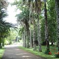 Ile Maurice : jardin de Pamplemousse