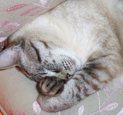 Intoxication à la permethrine