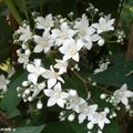 Le doux parfum de ce deutzia attire les insectes butineurs