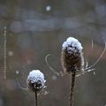 Cabaret sous la neige * Snowy teasel 