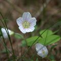 Oxalide petite oseille (Oxalis acetosella)