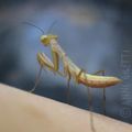 Jeune mante religieuse (Mantis religiosa) cheval du diable insecte de la famille des Mantidae