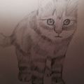 Dessin chaton