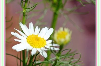 Dans le jardin aux rimes pétales que j'effeuille ......