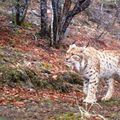 Un projet de barrage menace les derniers lynx des Balkans 