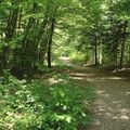Balade à Sanchey