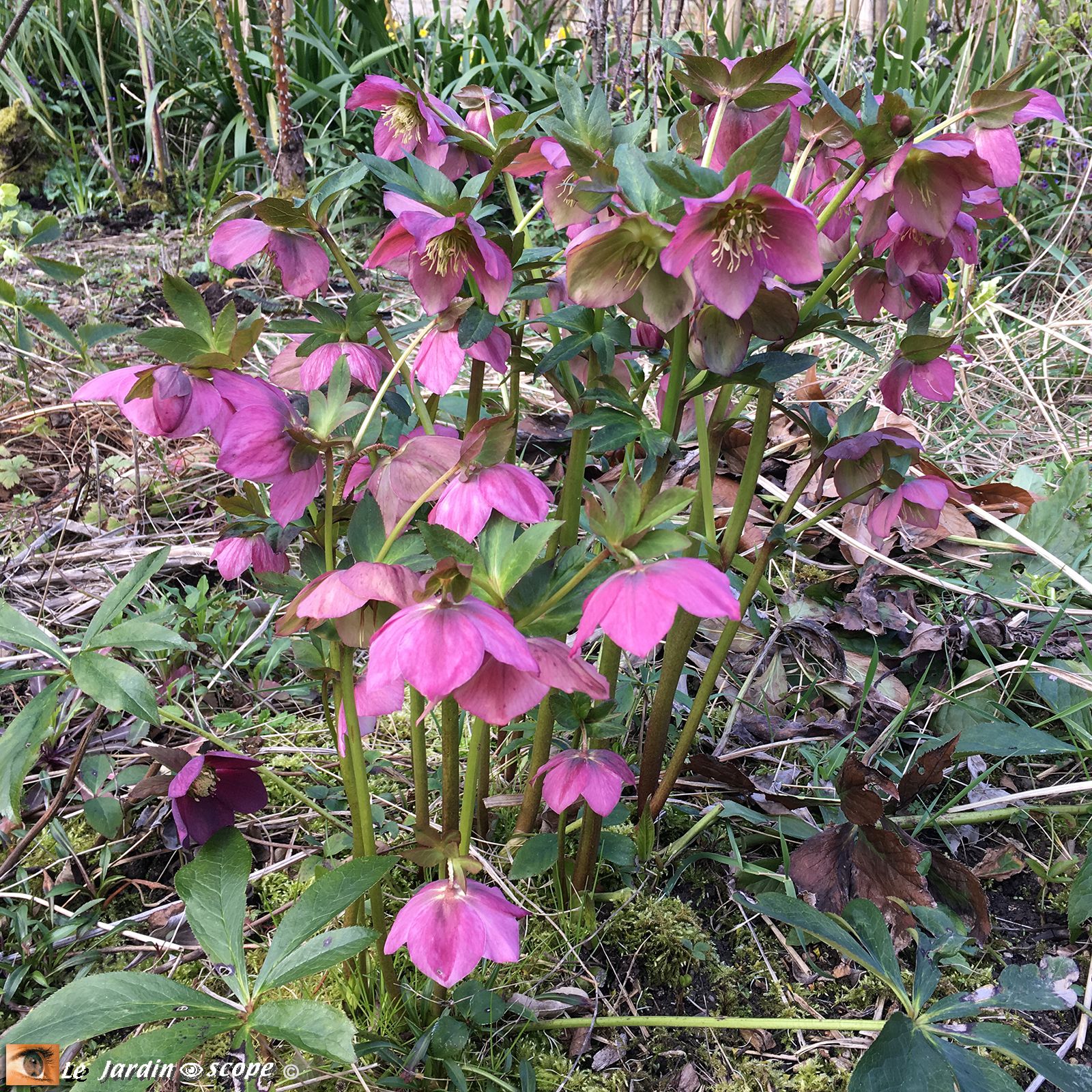 Hellébore hybride • Helleborus hybridus