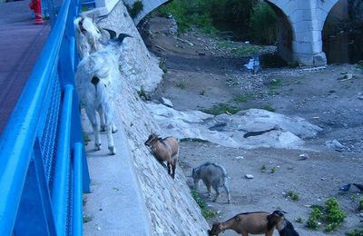 Biquettes dans Ollioules