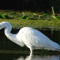 Grande Aigrette