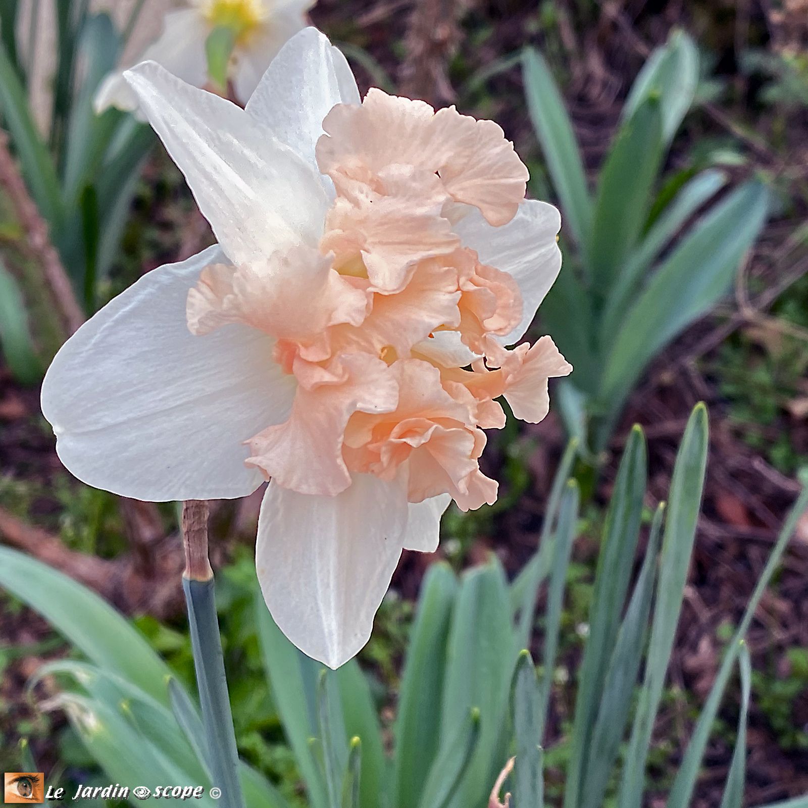 Narcisses papillon 'Palmarès'