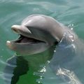 Le silbo gomero pour communiquer avec les dauphins ?