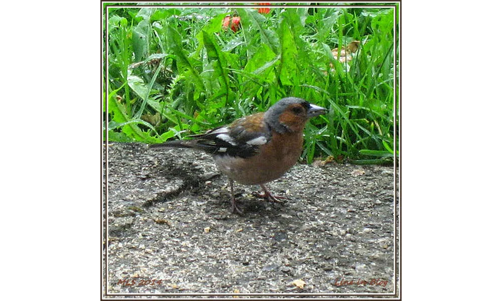 Instantanés, instants d'été... # 18 : L'oiseau apprivoisé