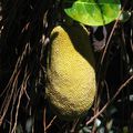 1 Fruits de la Réunion