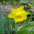 TROIS JONQUILLES !...