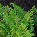 Le Polystichum setiferum ‘Plumosum Densum’