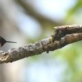 Ruby-throated Hummingbird