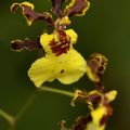 Oncidium