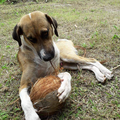 Lewis ... Jeune chien abandonné dans la forêt tropicale coté Caraïbes