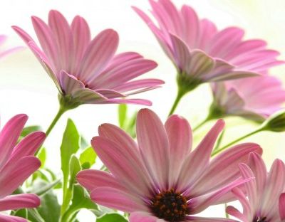 Tout savoir ( ou presque ^_^ ) sur le hénné ! 