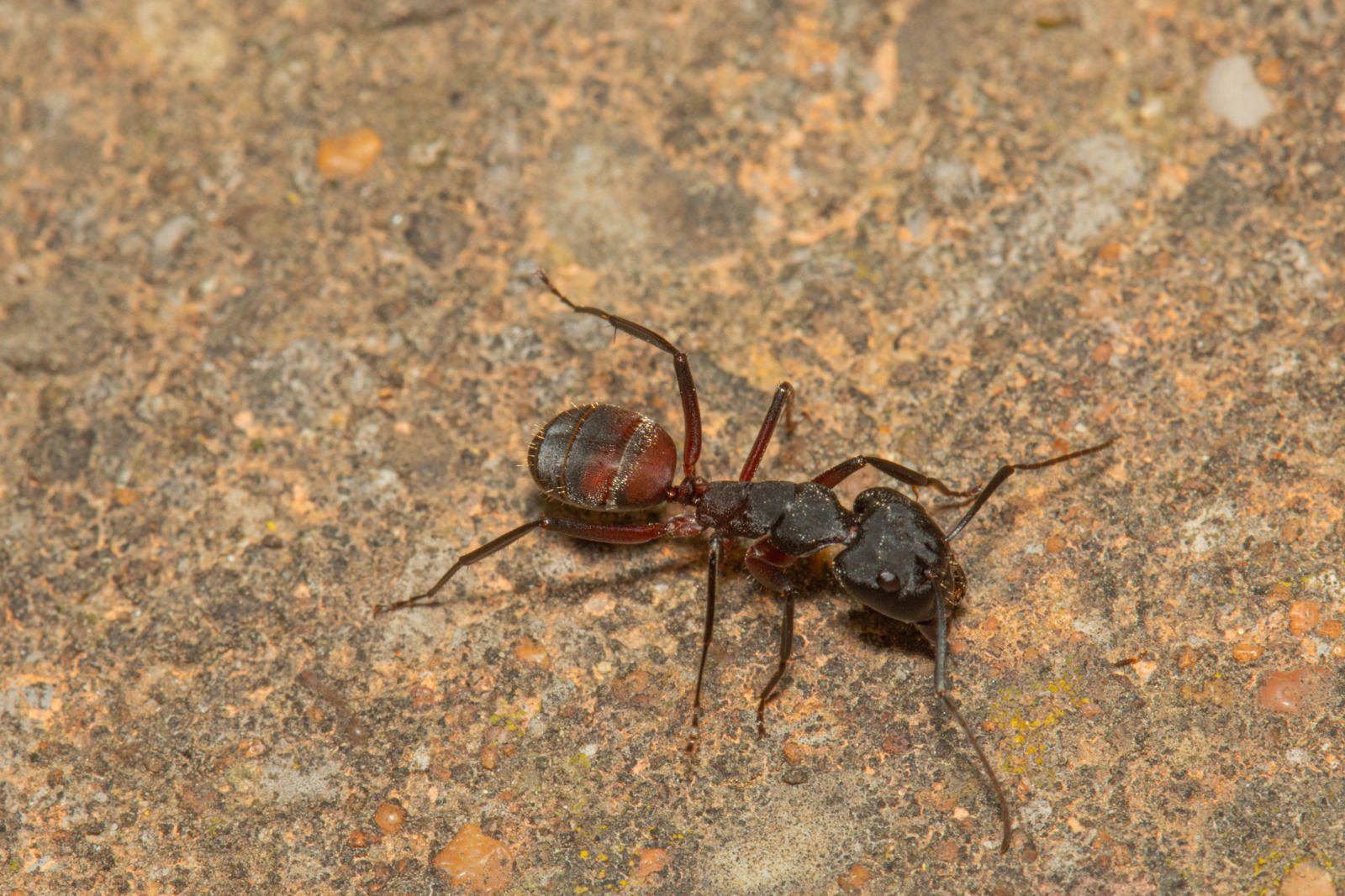 Camponotus cruentus