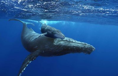 êtes-vous une femme baleine?