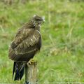 buse variable ('6/03/2013)