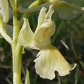 Orchis de Provence