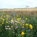 Fleurs des champs