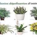 Six plantes dépolluantes d'intérieur