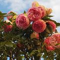 Le Clos Capus et autres jardins parisiens